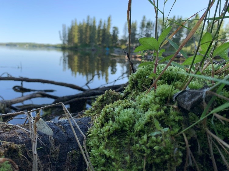 Implementation Committee Update – August 2021