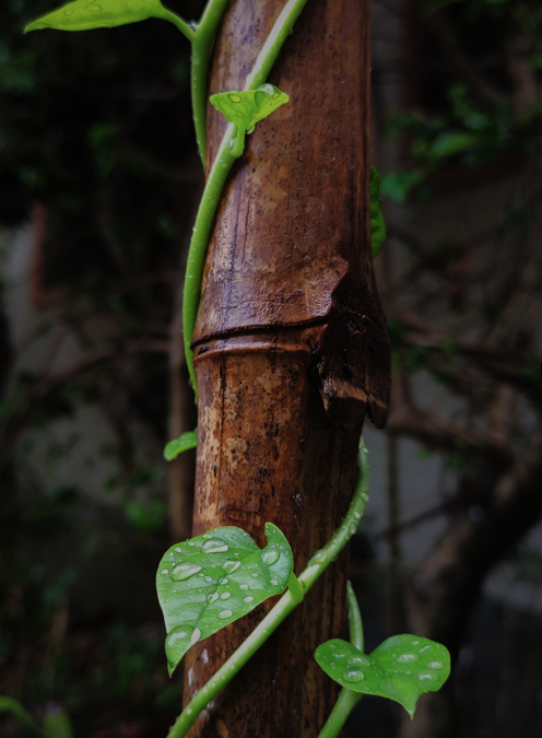 Implementation Committee Update – September 2022