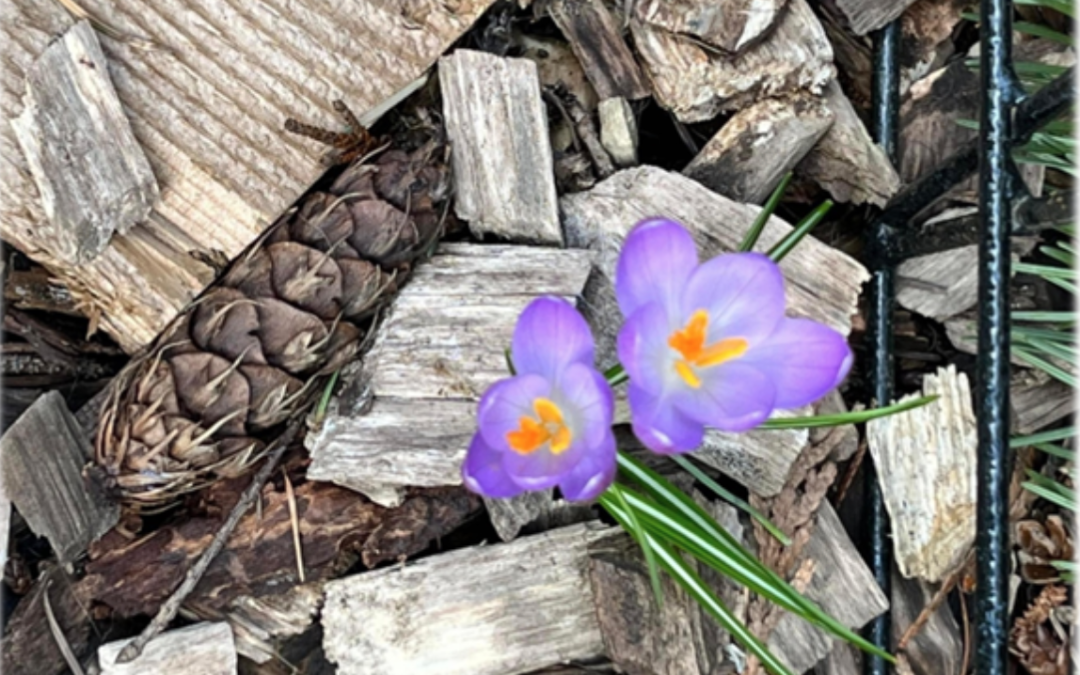 Implementation Committee Update—April 2023